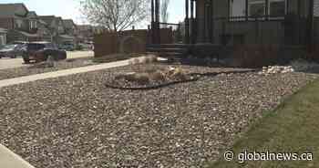 Alberta towns offer incentives to replace grass lawns with drought-resistant alternatives