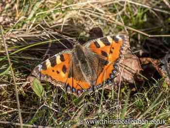 Wild Things: Welcome return of the tortoiseshell