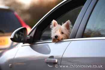 Dog owners issued warning over fines for breaking Highway Code driving rules