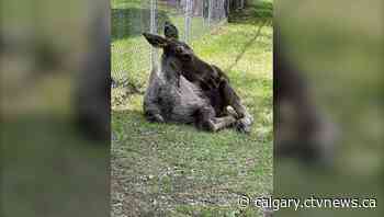 Baby moose pays a visit to Calgary community of Varsity