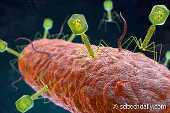 When Giants Fight Microscopic Wars: Jumbo Viruses Tackle Superbugs