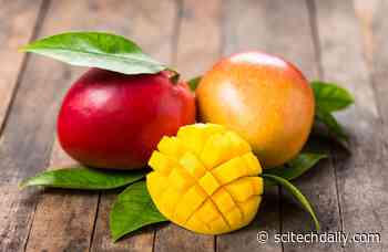 Scientists Discover New Health Benefits of Mangoes