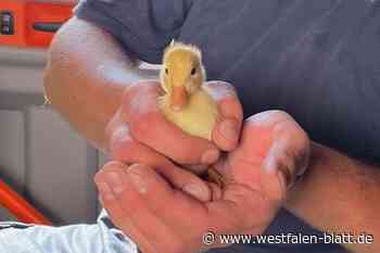 Bad Salzuflen: Feuerwehreinsatz mit "Happy Ent"