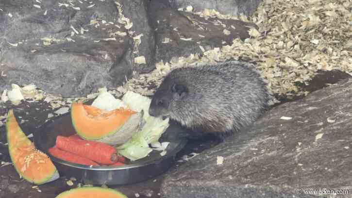 Punxsutawney Phil, wife Phyllis announce names of pups