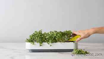 The 8 Best Indoor Smart Gardens for 2024     - CNET
