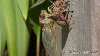 Here's What to Do if Your Dog Eats a Cicada     - CNET