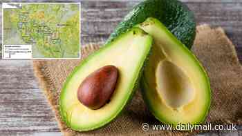 Bad news for millennials: Avocados are under threat from the climate crisis - with the world's best growing regions expected to decline by up to 41% by 2050