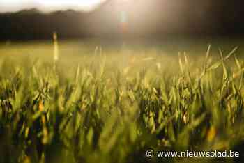 Ook in Berlaar neemt deel aan vierde editie van ‘Maai Mei Niet’: “Doe mee ‘niets’ voor de natuur”