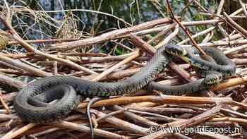 Leerzame natuuractiviteiten in Gouda in de Week van de Biodiversiteit