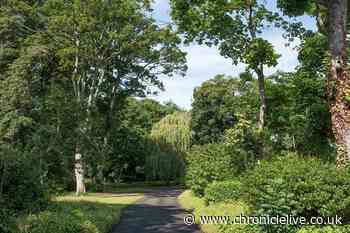 Parks and green spaces in Newcastle city centre to become wildflower havens during 'No Mow May'