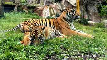 Invertiamo il rosso al Bioparco