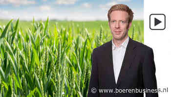 USDA verwacht veel van tarwe komende oogst