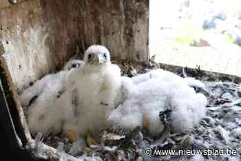 Update slechtvalkjes: kuiken overleden op Koxplein, maar uniek fenomeen met ‘puber’ uit vorig nest wekt internationale belangstelling