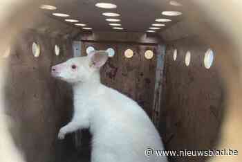 Karel krijgt ontsnapte kangoeroe terug na opvang van een maand in Bellewaerde: “Ik beschouwde hun voorstel als afpersing”