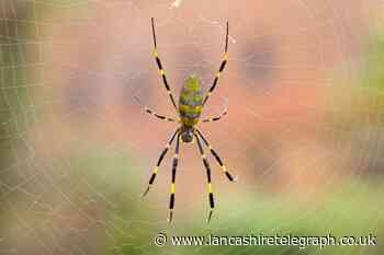 What smells do spiders hate? How to keep them out your home