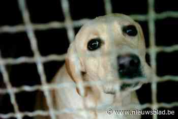 Hoogbejaarde hondenkweker en dochter opnieuw voor de rechter: “Men blijft verder kweken ondanks ingetrokken vergunning”