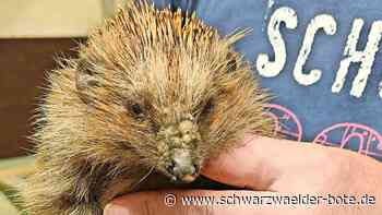 Arche in Hochdorf: Mäh- und Klimaopfer: Igel sind in Not