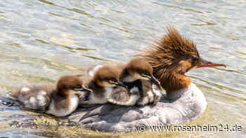 Watschel, flopp – und das Küken war im Gully: Seine Retter und wo der Gänsesäger jetzt aufwächst