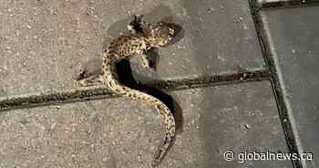 Rare tiger salamander spotted in Calgary backyard