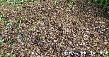 De weg is dicht vanwege een bijenzwerm, maar Jasper verwacht een belangrijk pakketje