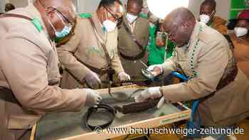 Braunschweig plant Rückgabe von Freiheitssymbol an Namibia