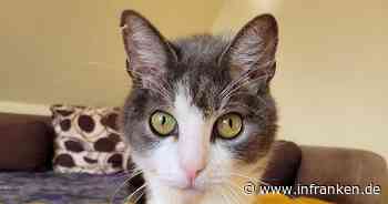 Tierheim Bamberg: Wer gibt Kater Benny einen Platz auf der Couch?