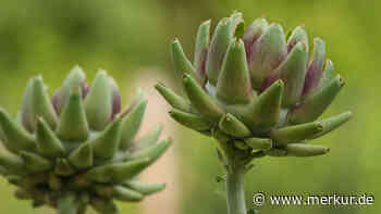 Ziemlich tolerant – elf Gemüsesorten, die Schnecken verschmähen