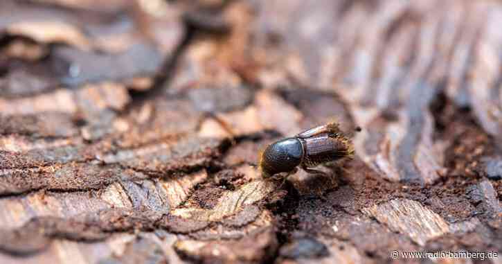 Borkenkäfer freut sich über steigende Temperaturen