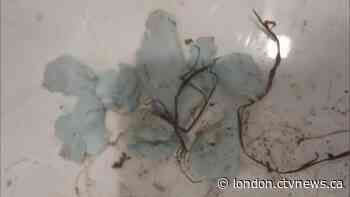 Wiarton Willie's home enclosure vandalzed