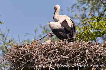 Erste Storchenküken schauen im Bünder Land über den Horstrand