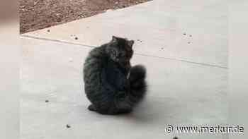 Katze will Maus fangen, doch der clevere Nager entwischt – wo ist er hin?