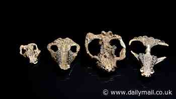 New chinchilla-like mammal discovered in Colorado provides new clues about how life bounced back after asteroid wiped out dinosaurs