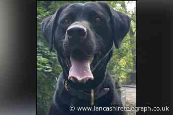 Police dog helps find drugs, cash and weapons on M6