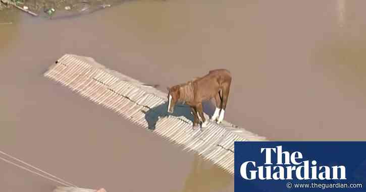 Brazil floods: horse stranded on roof is rescued as death toll rises to 107 people