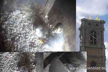 Opnieuw slechtvalkjes in Grimbergse abdijtoren: “Er wordt gevochten voor deze nestkast”