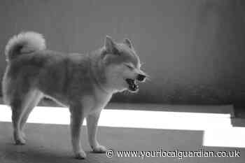 Can dogs get hay fever? Symptoms and how to prevent