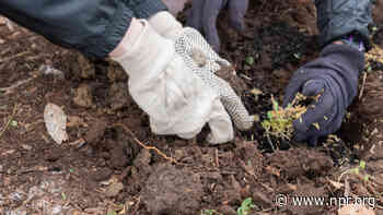 Bringing the wild things back to campus