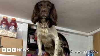 Illegal tobacco products worth thousands seized