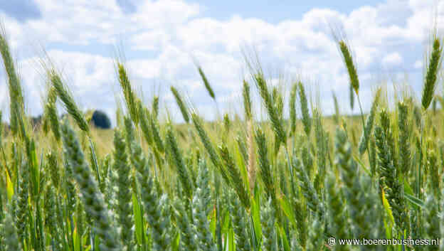 Tarwe springt uit de band binnen graancomplex