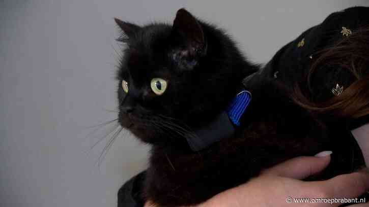 Echte Fluffy na jaren terug bij baasje: 'Maar wie is die andere Fluffy dan?