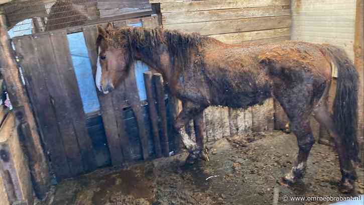 Paarden maanden opgesloten in smerige schuur zonder ruimte om te bewegen