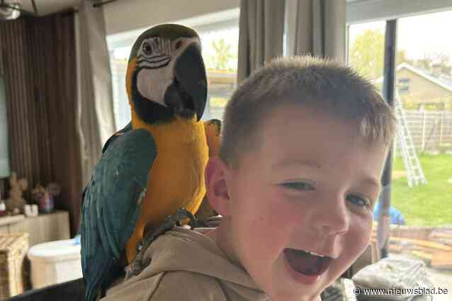 Wie zag vermiste blauw-gele ara Zazu? “Ons zoontje mist zijn maatje heel erg”