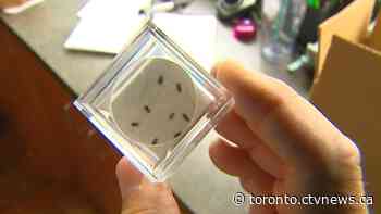 'A significant increase:' Lice removal companies say they are seeing a surge in infestations