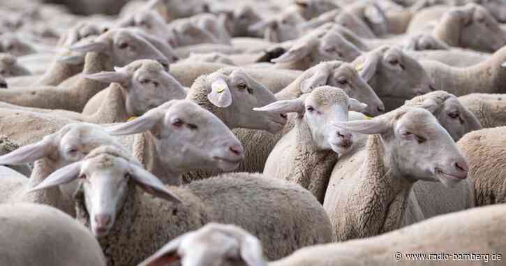 Schafsherde verirrt sich auf Gleise und wird von Zug erfasst