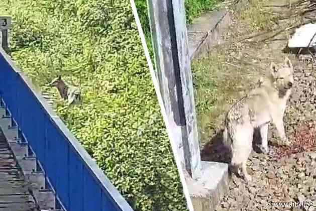 Treinbestuurder denkt dat hij wolf ziet, maar het blijkt een ander dier te zijn