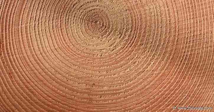 Ancient trees show how hot summers have gotten