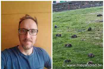 Tientallen ratten duiken op aan Centraal Station: “Utopie dat we ze ooit zullen uitroeien”