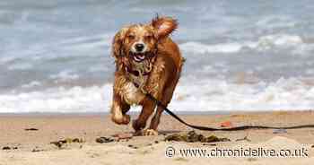 Signs of yeast infection in dogs including your pet licking its paws frequently