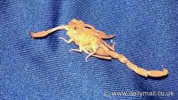 Man is stung in testicles by a SCORPION at the Venetian hotel as Las Vegas suffers mass infestation of venomous creatures