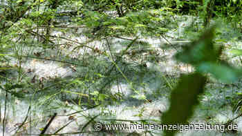 Pappelwolle – Deshalb kann der weiße Flaum gefährlich werden